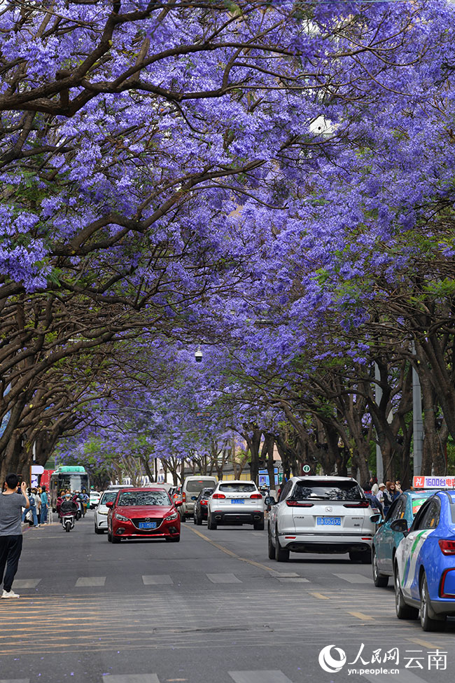 Bunga Jacaranda Warnai Jalanan Kumming