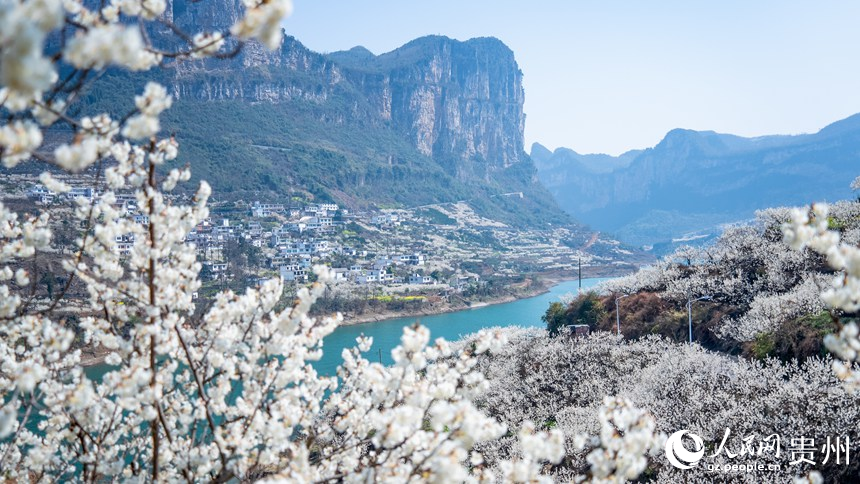 Bunga ceri bermekaran di kampung Aohe, bandar Qingzhen, provinsi Guizhou. (People’s Daily Online/Tu Min)