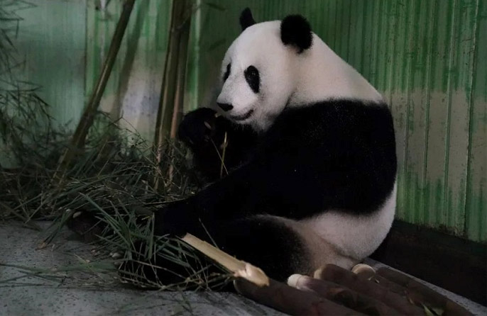 Panda Gergasi Fu Wa, Feng Yi Selamat Tiba di Sichuan