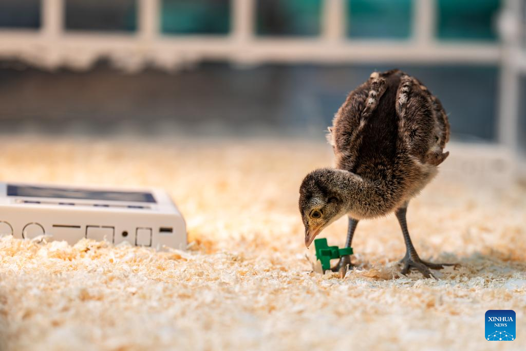 Seekor burung merak hijau yang dibiakkan dalam kurungan dilihat di rizab semula jadi Weishan Qinghua di kawasan autonomi Bai Dali, provinsi Yunnan, barat daya China, 20 Mei 2025. (Xinhua/Hu Chao)