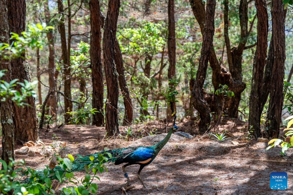 Seekor burung merak hijau yang dibiakkan dalam kurungan dilihat di rizab semula jadi Weishan Qinghua di kawasan autonomi Bai Dali, provinsi Yunnan, barat daya China, 20 Mei 2025. (Xinhua/Hu Chao)