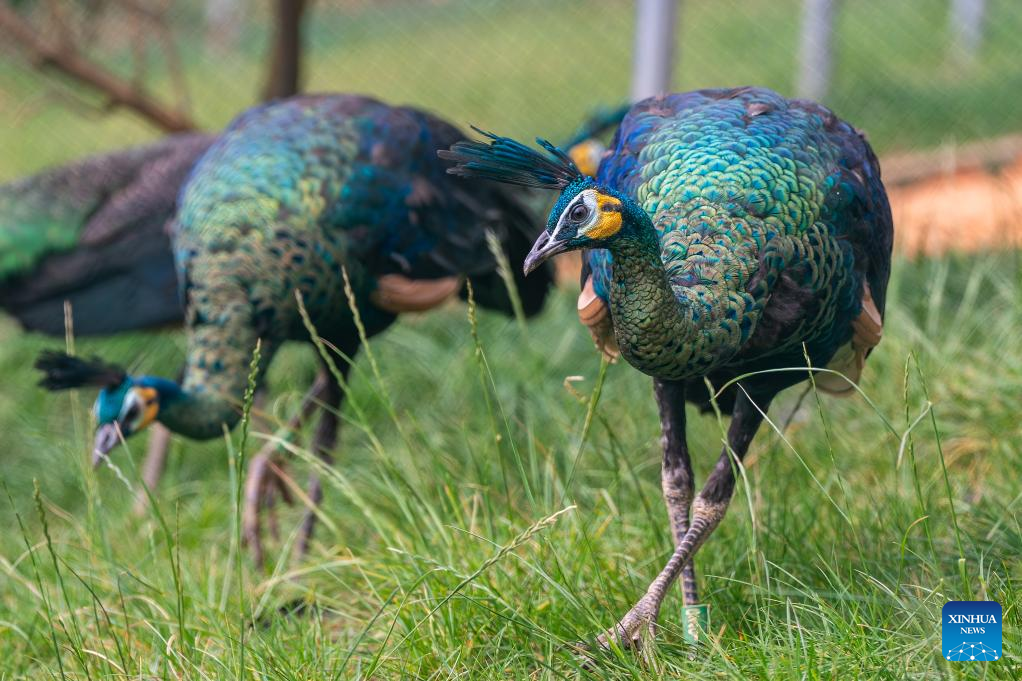 Seekor burung merak hijau yang dibiakkan dalam kurungan dilihat di rizab semula jadi Weishan Qinghua di kawasan autonomi Bai Dali, provinsi Yunnan, barat daya China, 20 Mei 2025. (Xinhua/Hu Chao)