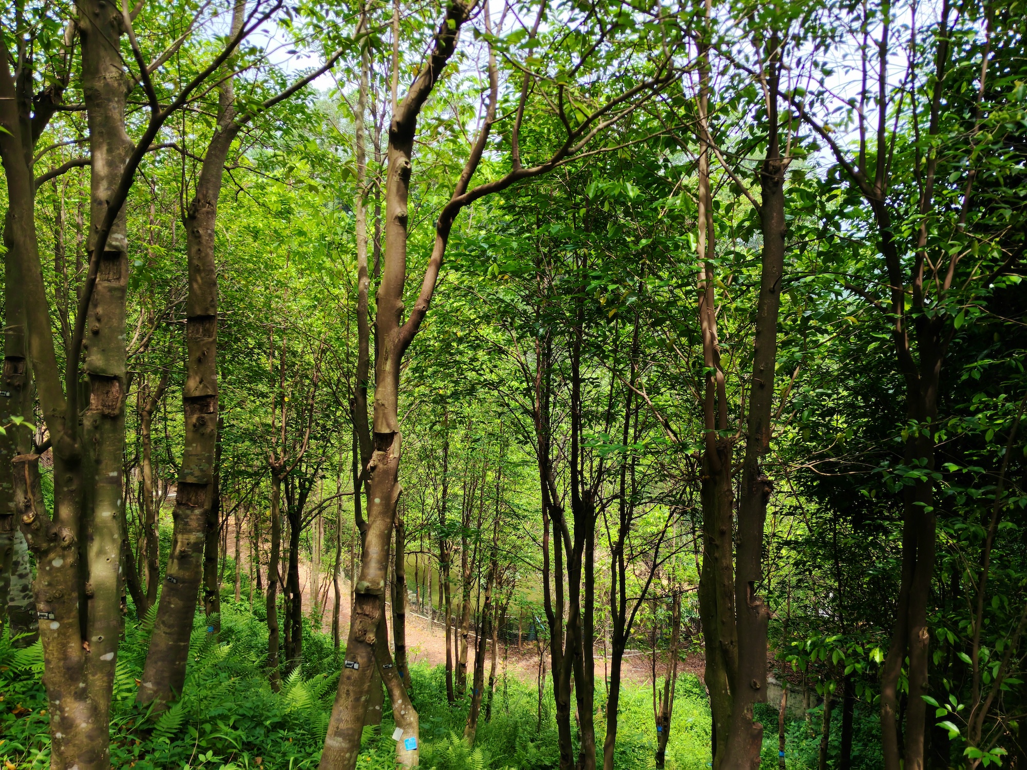 Taman perlindungan warisan budaya tidak ketara Dalingshan merupakan salah satu kawasan penanaman pokok Aquilaria sinensis yang paling padat di Dongguan, Provinsi Guangdong.