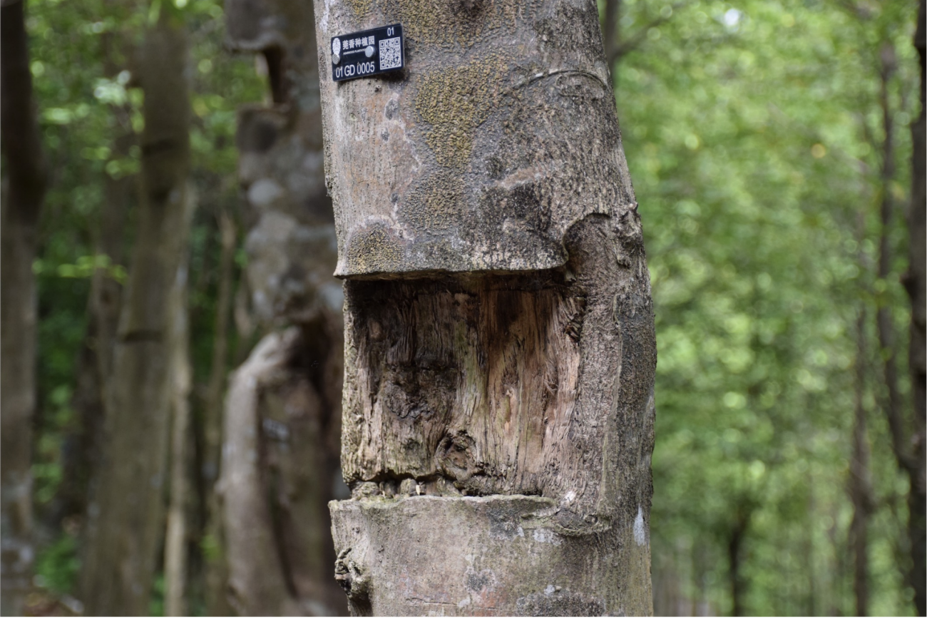 Foto ini memperlihatkan “luka” pokok Aquilaria sinensis.