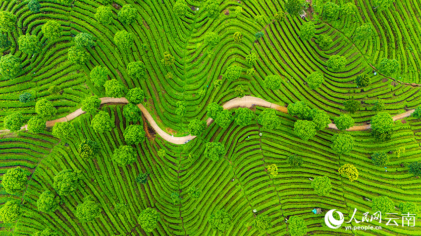 Pemandangan Udara Kebun Teh Berteres di Yunnan Bak Cap Jari