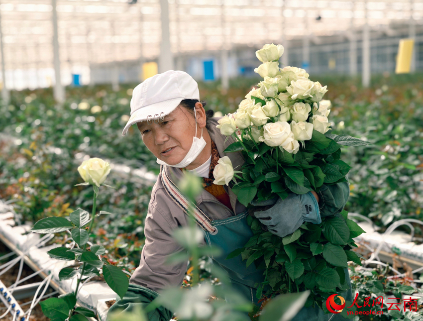 Bunga Keratan Segar Lonjak Pendapatan Pekebun di Yunnan