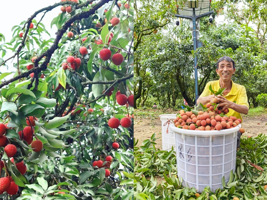 Petani di Maoming Nikmati Musim Tuaian Laici yang Luar Biasa