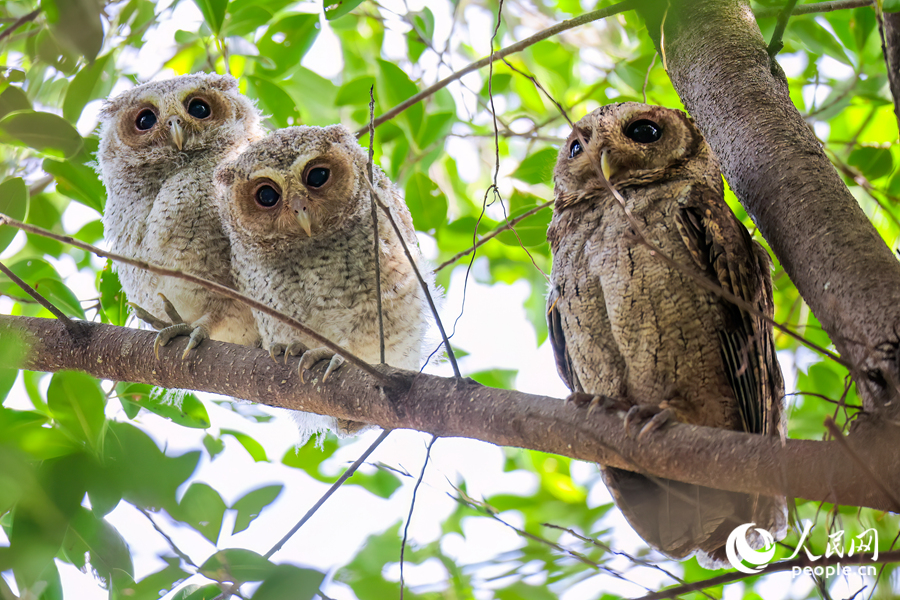 Kelibat Burung Hantu Jampuk Kelihatan di Xiamen