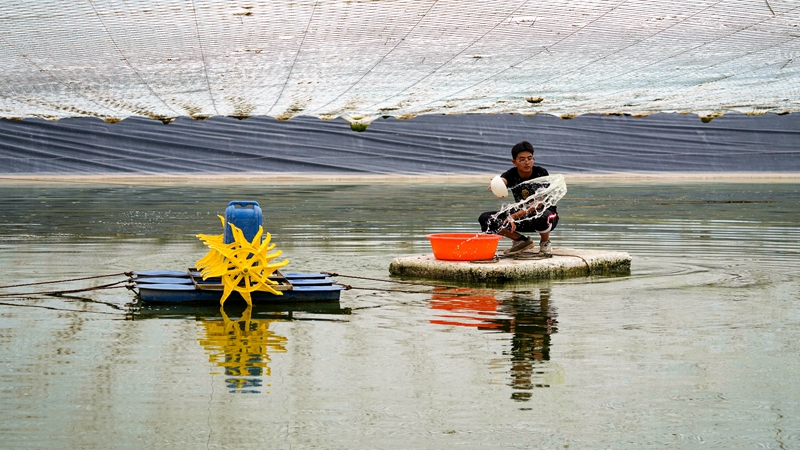Seorang petugas sedang bekerja di sebuah kolam ikan di kaunti Helan, bandar Yinchuan, Wilayah Autonomi Hui Ningxia di barat laut China. (Foto oleh Zhang Jingwen)