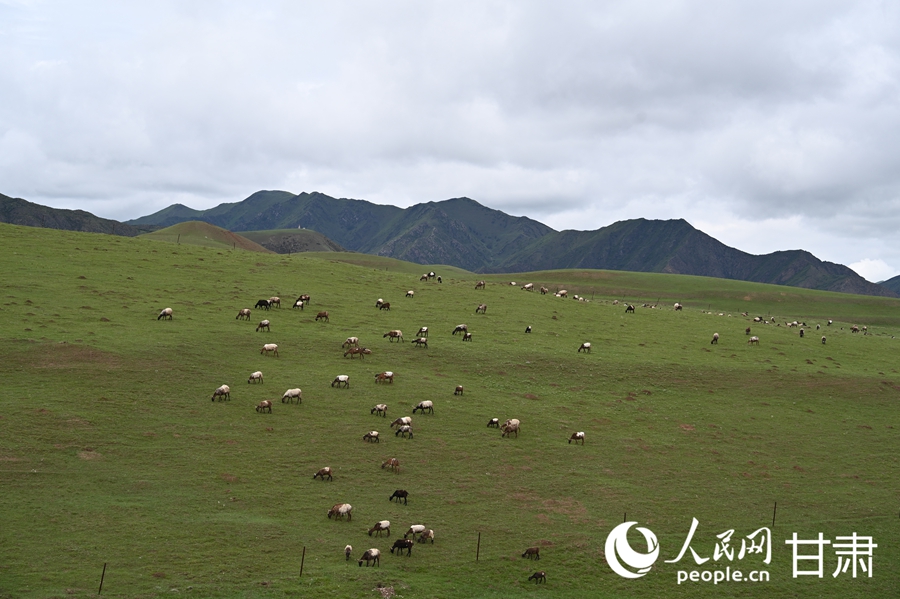 Foto memperlihatkan pemandangan musim panas nan indah di Padang Rumput Sangke di kaunti Xiahe, Kawasan Autonomi Tibet Gannan di Provinsi Gansu, barat laut China. (People’s Daily Online/Xi Juanjuan)