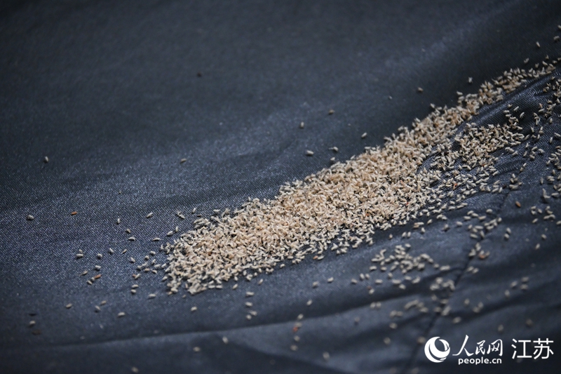 Foto menunjukkan nimfa reriang yang baru bertelur. (People’s Daily Online/Zhang Hantian)