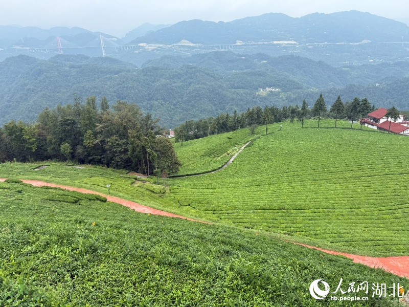 Foto memaparkan kebun teh ekologi Qinggangling di Kaunti Autonomi Tujia Wufeng di Provinsi Hubei, tengah China. (People’s Daily Online/Zhang Jun)