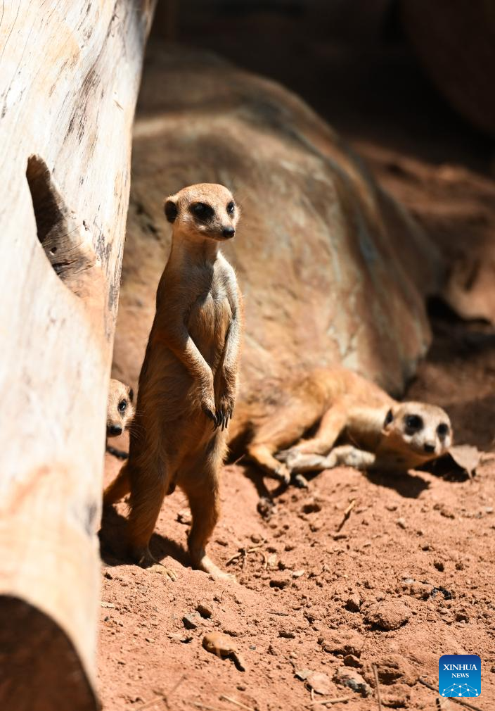 Foto bertarikh 14 September 2025 ini memaparkan meerkat di Taman Botani dan Taman Hidupan Liar Tropika Hainan yang terletak di Haikou, Provinsi Hainan, selatan China. (Xinhua/Yang Guanyu)
