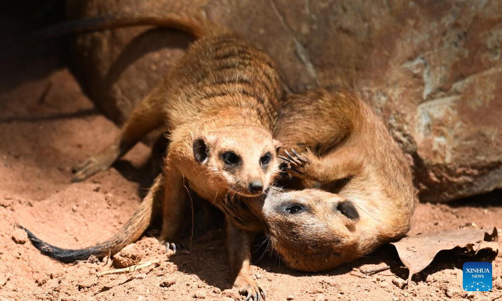 Haiwan Baharu Buat Kemunculan Sulung di Taman Botani dan Hidupan Liar Tropika Hainan