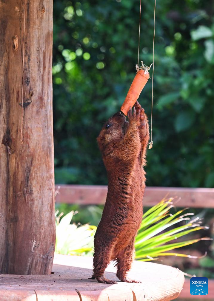Haiwan Baharu Buat Kemunculan Sulung di Taman Botani dan Hidupan Liar Tropika Hainan