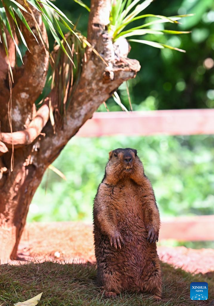 Haiwan Baharu Buat Kemunculan Sulung di Taman Botani dan Hidupan Liar Tropika Hainan