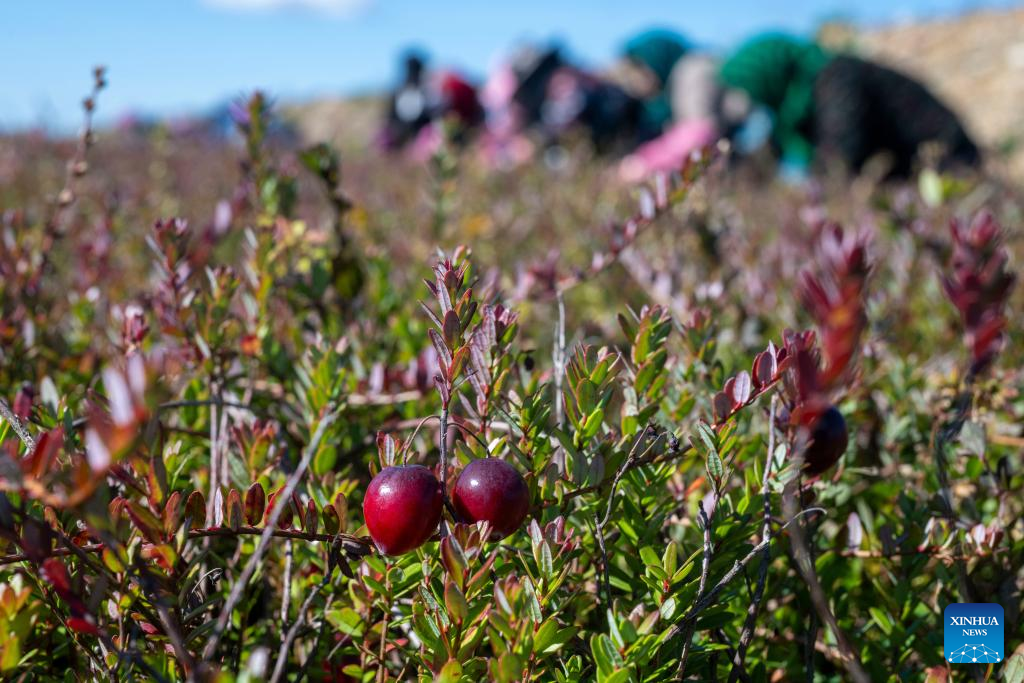 Foto kranberi di sebuah pangkalan penanaman kranberi di Fuyuan, Provinsi Heilongjiang, timur laut China pada 21 September 2025. (Xinhua/Zhang Tao)
