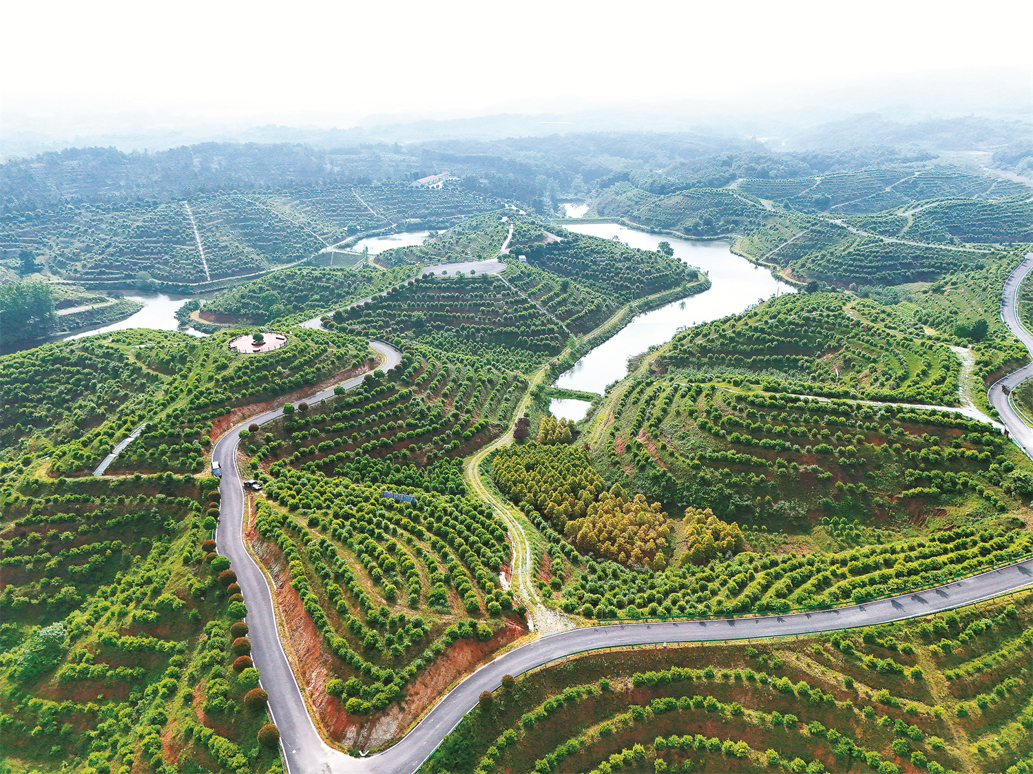 (foto/Biro Perhutanan Provinsi Hubei)