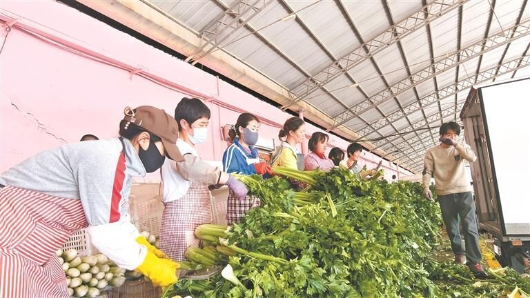 Pemprosesan awal saderi di provinsi Qinghai. (foto/Qinghai Daily)