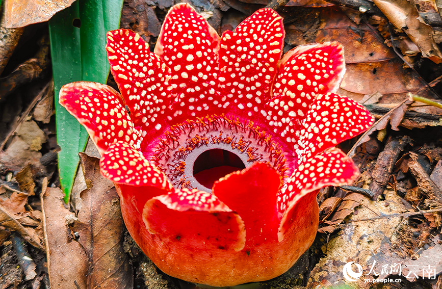 Foto memperlihatkan bunga parasit Sapria himalayana yang ditemui di Gunung Jingmai, kaunti Lancang, bandar Pu’er, Provinsi Yunnan, barat daya China. (Foto oleh Luo Zongqiang)