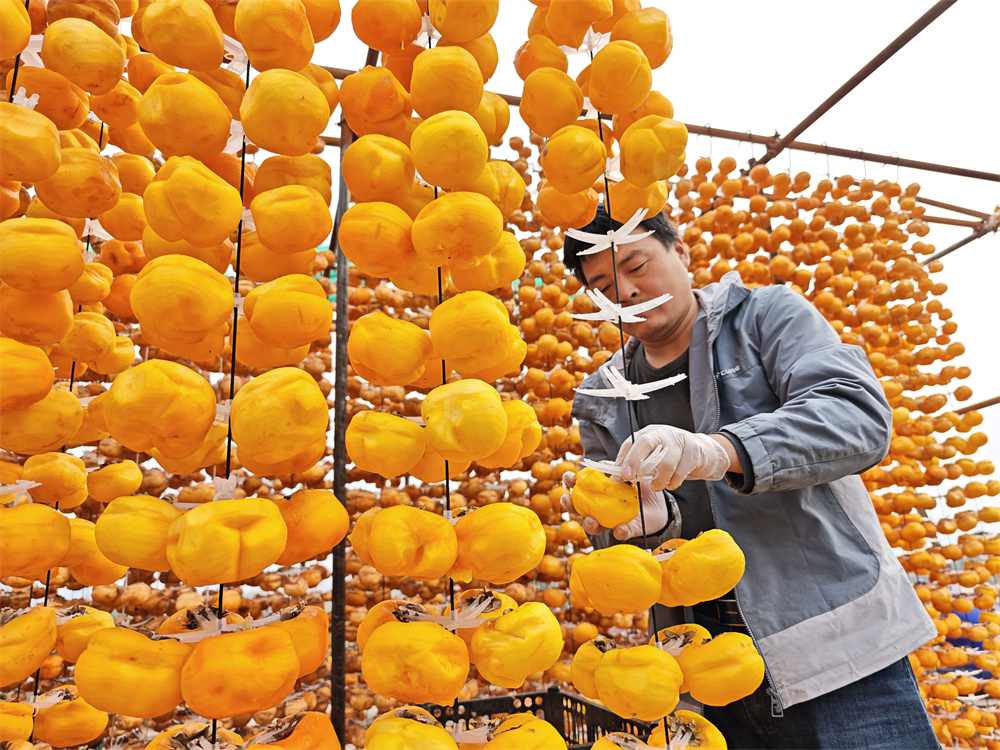 Seorang anggota keluarga Yang Shasha sedang menggantung pisang kaki untuk menghasilkan pisang kaki kering di kampung Yongsheng, pekan Anyang, kaunti Shunping di Provinsi Hebei, utara China. (Foto oleh Zhao Duan)