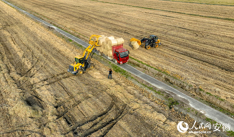 Jentera sedang menuai beras pulut di Huaiyuan, bandar Bengbu, Provinsi Anhui di timur China. (People’s Daily Online/Tao Tao)