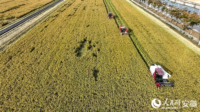 Jentera penuai menuai beras di sebuah ladang di Huaiyuan, bandar Bengbu, Provinsi Anhui di timur China. (People’s Daily Online/Tao Tao)