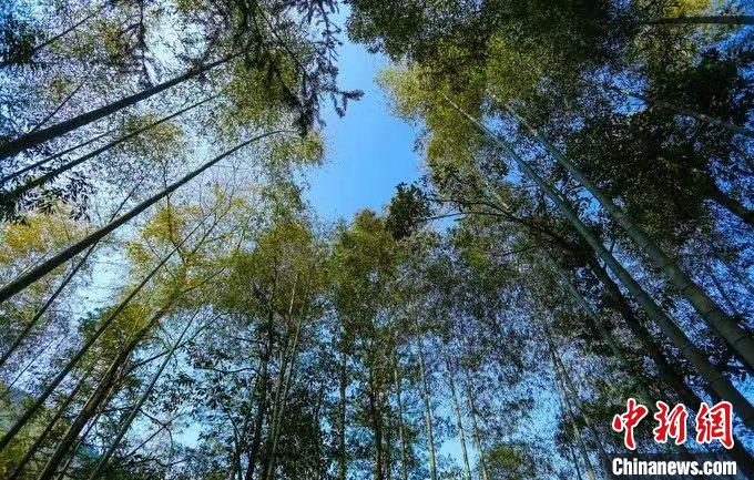 Foto memperlihatkan hutan buluh di bandar Chizhou, Provinsi Anhui di timur China. (Foto ihsan jabatan publisiti jawatankuasa perbandaran Chizhou Parti Komunis China)