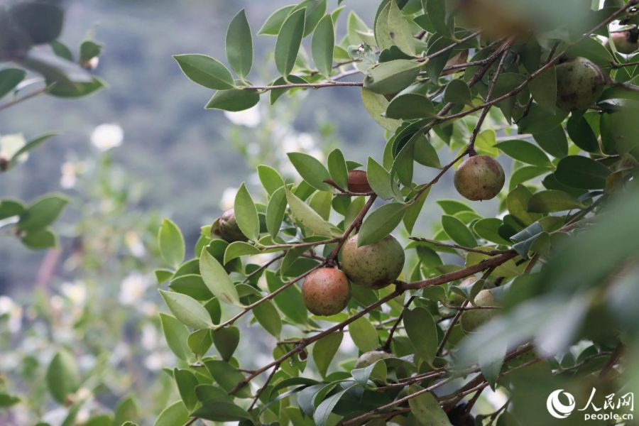 Foto menunjukkan buah teh minyak camellia di kaunti Yongtai, bandar Fuzhou, Provinsi Fujian di tenggara China. (People’s Daily Online/Lin Mingxian)