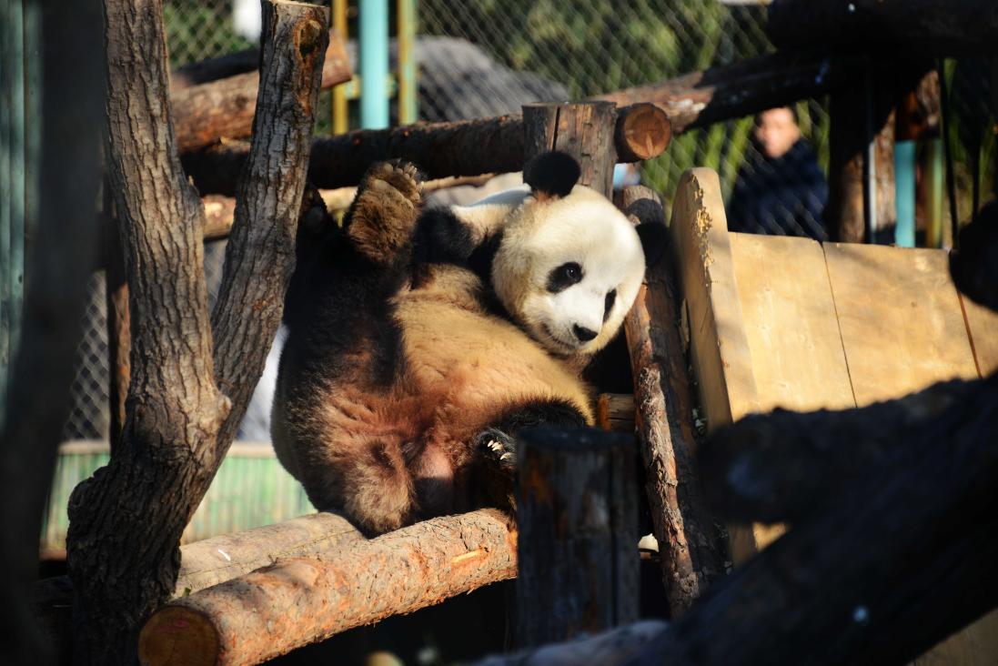 Seekor panda gergasi di Zoo Beijing. (Foto oleh Fan Jiashan)