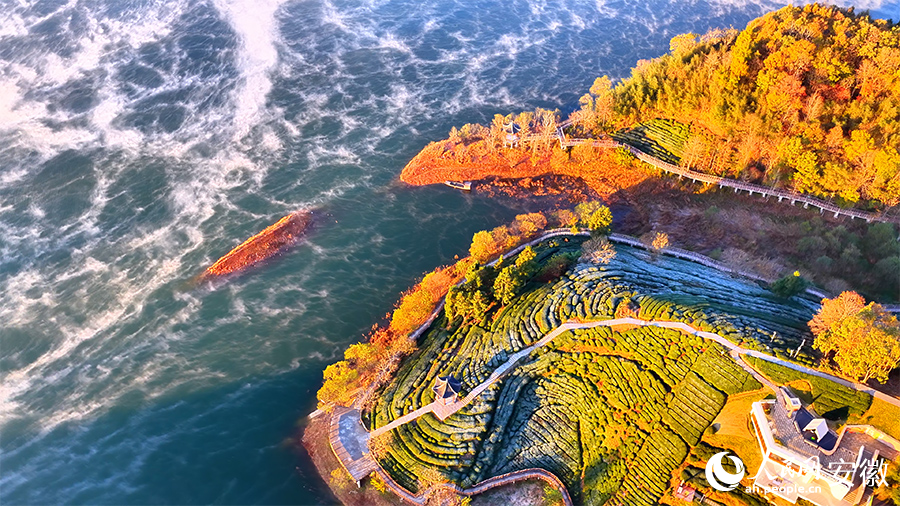Pemandangan Menakjubkan Taman Bertemakan Teh Diselubungi Kabus Pagi di Anhui