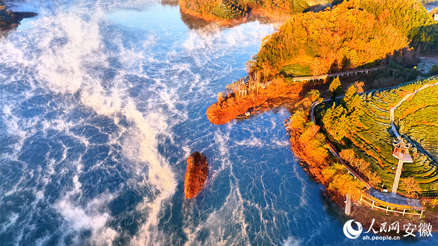 Pemandangan Menakjubkan Taman Bertemakan Teh Diselubungi Kabus Pagi di Anhui