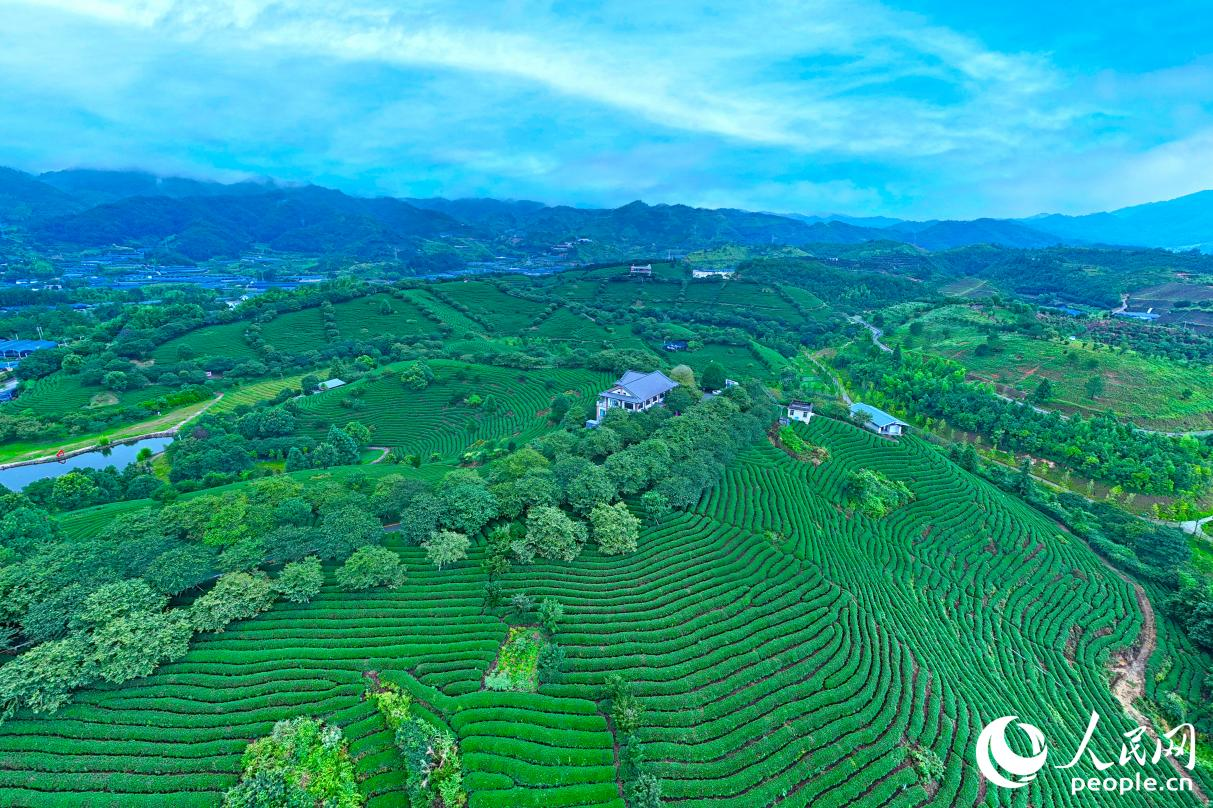 Gambar menunjukkan ladang teh gunung tinggi di Pekan Yongfu, Zhangping, Fujian.