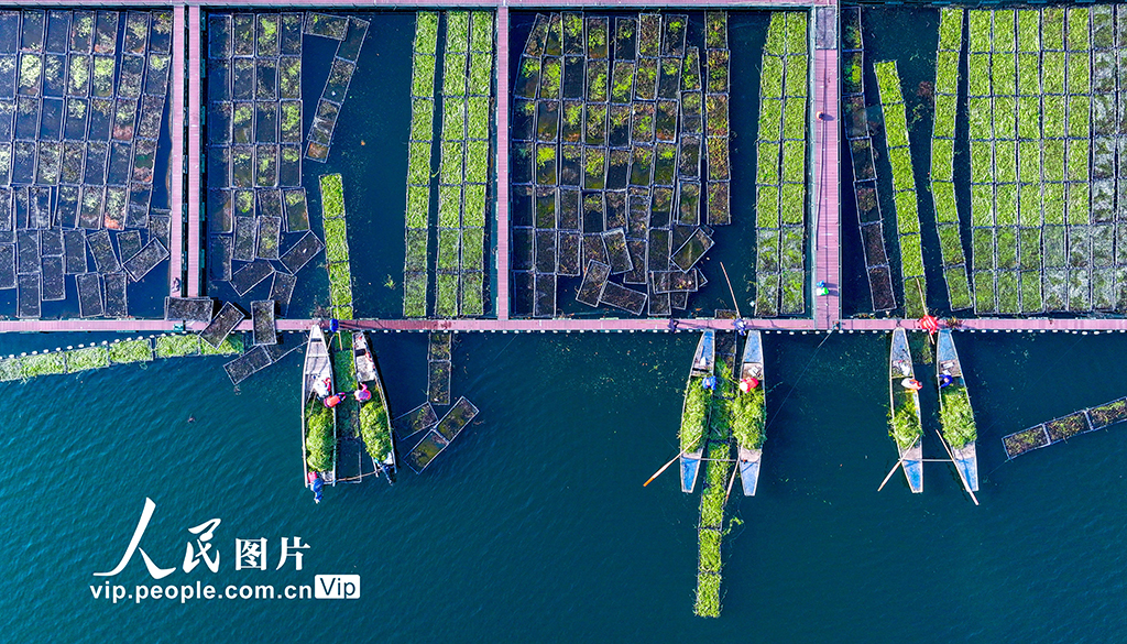Zhejiang: Pulau Terapung Tasik Qiandao Sibuk Bertanam Musim Sejuk