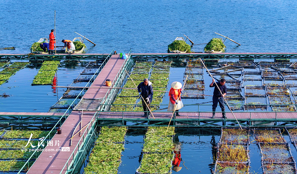 Zhejiang: Pulau Terapung Tasik Qiandao Sibuk Bertanam Musim Sejuk