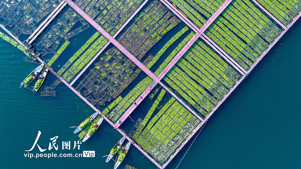 Zhejiang: Pulau Terapung Tasik Qiandao Sibuk Bertanam Musim Sejuk