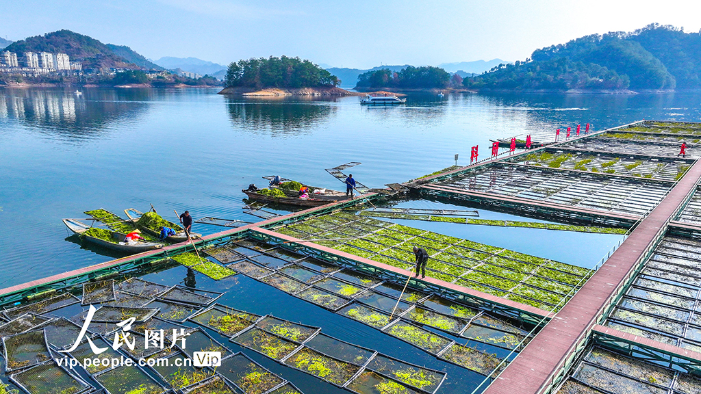 Zhejiang: Pulau Terapung Tasik Qiandao Sibuk Bertanam Musim Sejuk