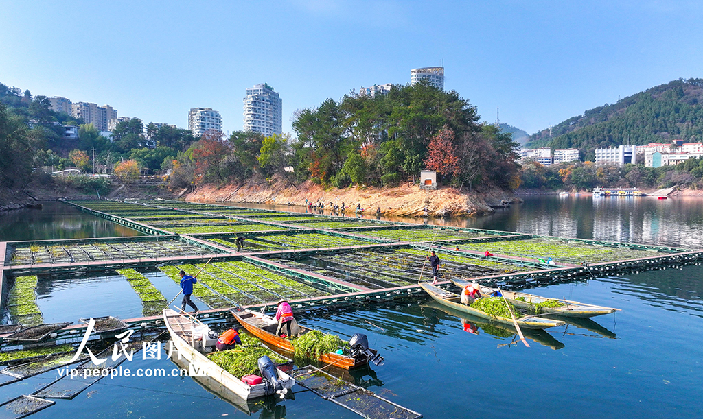 Zhejiang: Pulau Terapung Tasik Qiandao Sibuk Bertanam Musim Sejuk