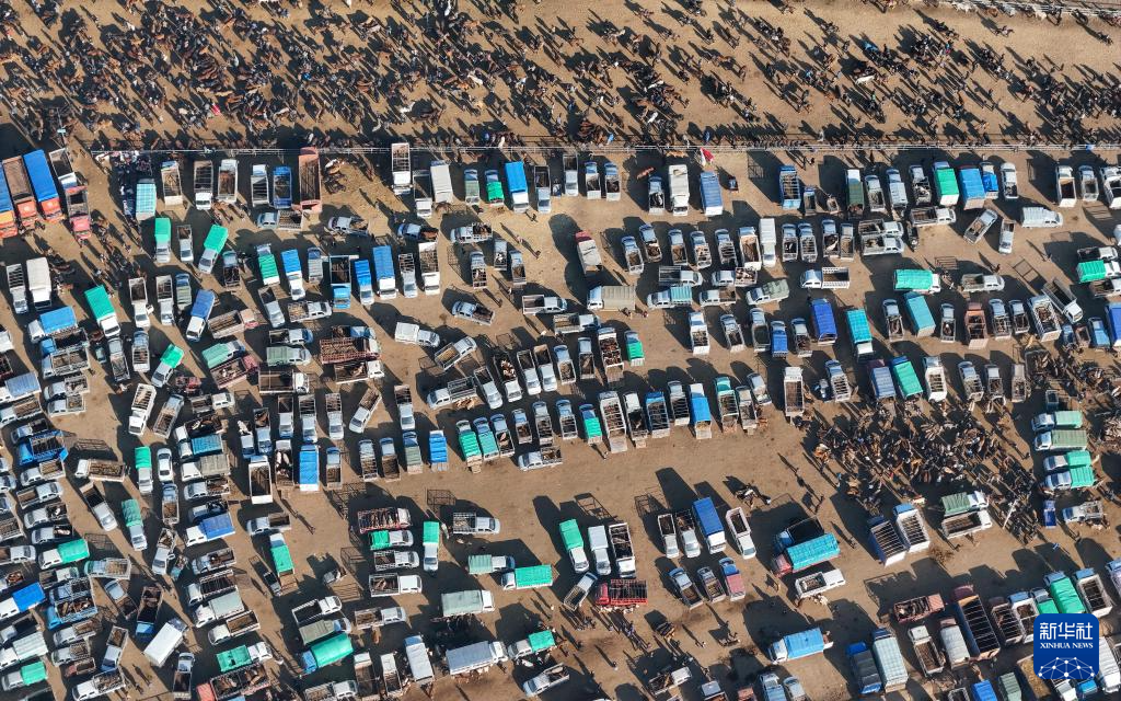 Broker Ternakan Penghubung Penting Penternak, Pasaran di Xinjiang