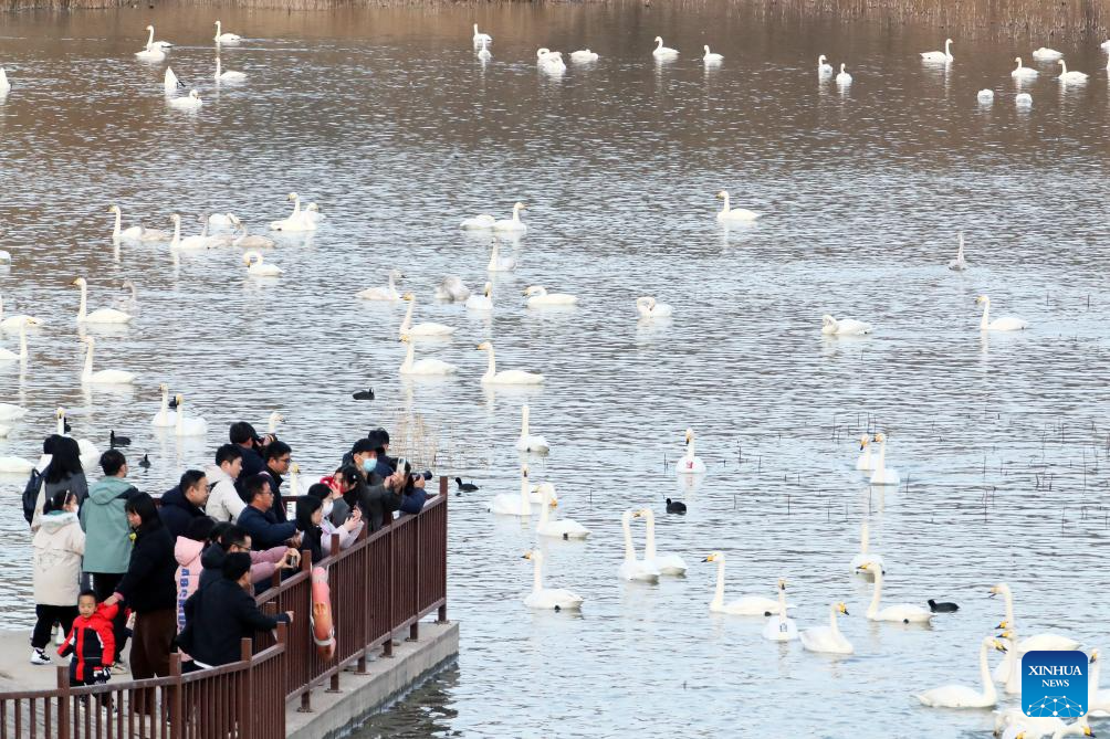Orang ramai melihat burung swan di sebuah taman tanah basah di Sanmenxia, provinsi Henan, tengah China, 20 Disember 2025. (Foto oleh Niu Shupei/Xinhua)