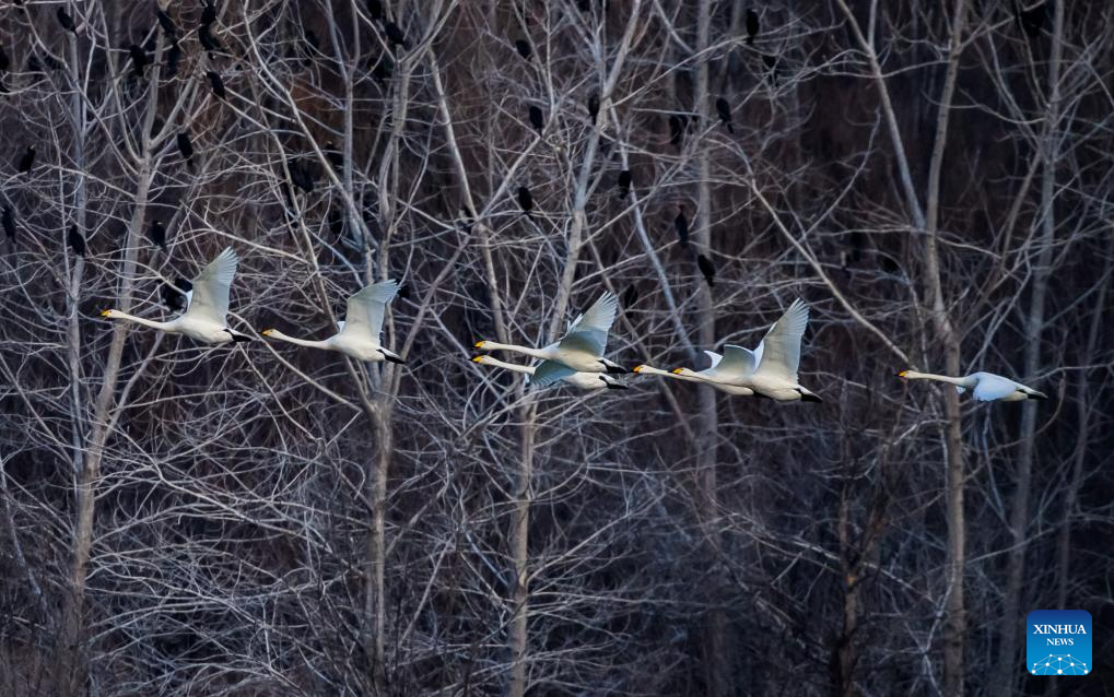 Foto bertarikh 20 Disember 2025 memaparkan burung swan berterbangan di sebuah taman tanah basah di Sanmenxia, provinsi Henan, tengah China. (Foto oleh Zhao Yongtao/Xinhua)