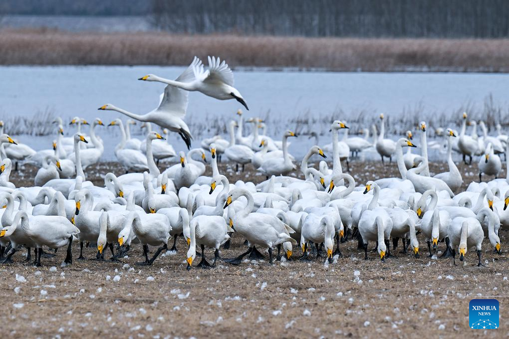 Foto bertarikh 20 Disember 2025 memaparkan burung swan di sebuah taman tanah basah di Sanmenxia, provinsi Henan, tengah China. (Foto oleh Li Heng/Xinhua)