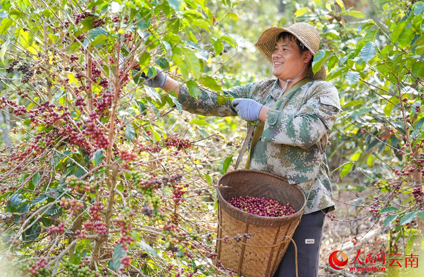Lewat Musim, Petani di Yunnan Sibuk Tuai Kopi