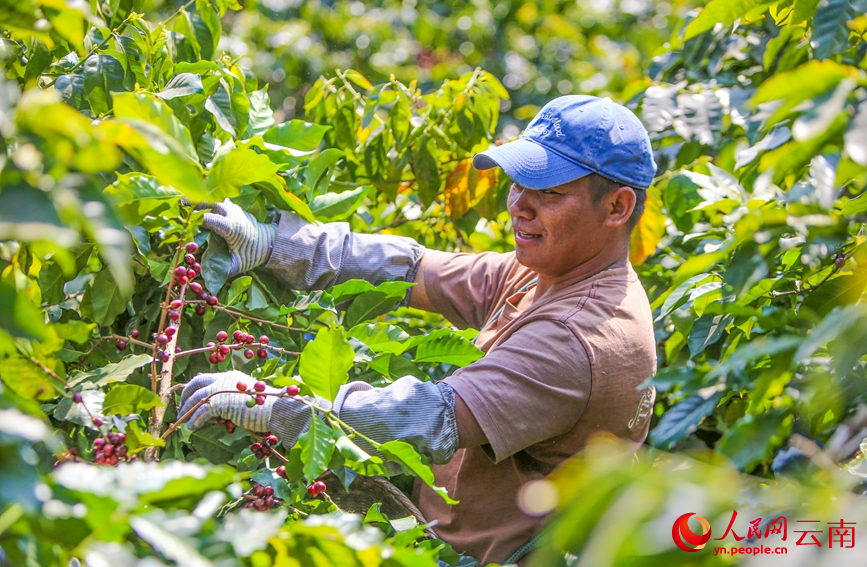 Lewat Musim, Petani di Yunnan Sibuk Tuai Kopi