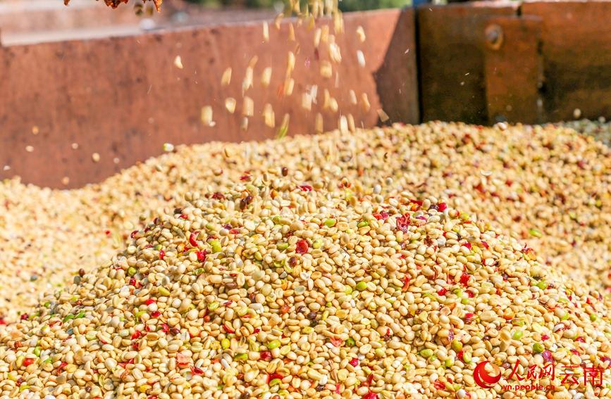 Lewat Musim, Petani di Yunnan Sibuk Tuai Kopi