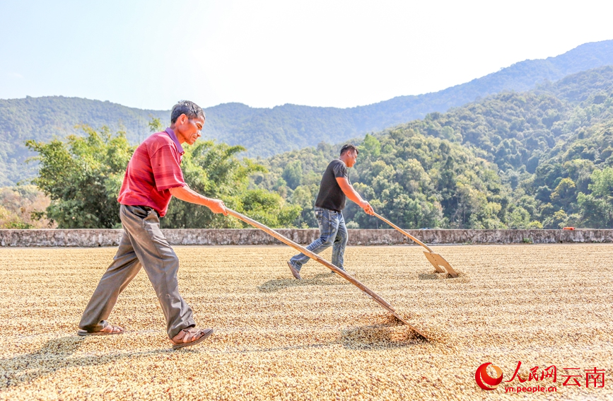 Lewat Musim, Petani di Yunnan Sibuk Tuai Kopi