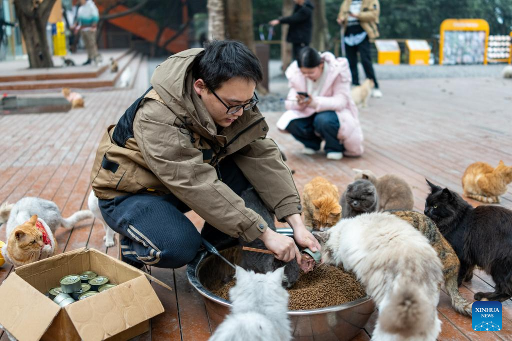 Dulu Lot Kosong, Kini Taman Kucing