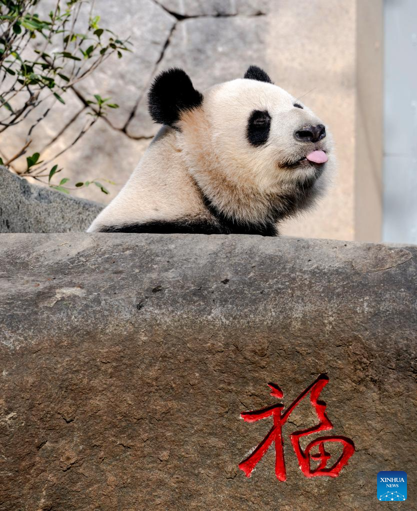 Foto bertarikh 17 Januari 2026 ini memaparkan panda gergasi Rongyao di Panda World, Fuzhou, provinsi Fujian, tenggara China. (Xinhua/Wei Peiquan)