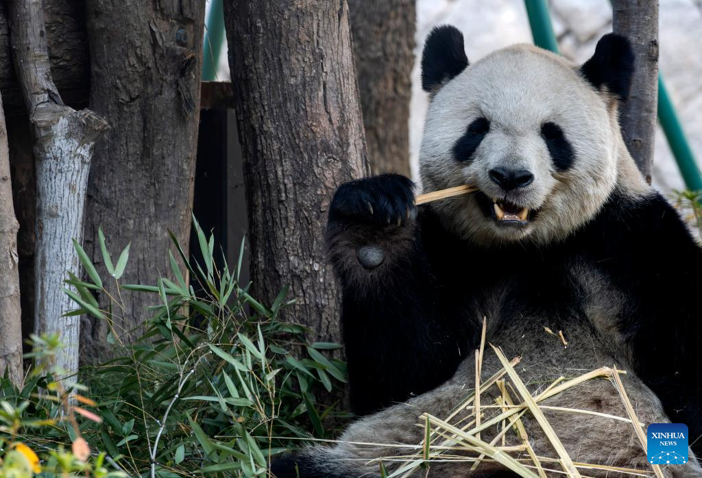 Panda gergasi Ailun menikmati buluh di Panda World, Fuzhou, provinsi Fujian, tenggara China, 17 Januari 2026. (Xinhua/Wei Peiquan)