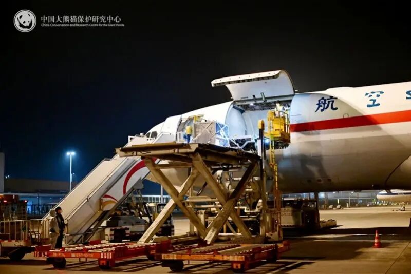 Panda Gergasi Xiao Xiao, Lei Lei Selamat Kembali ke China